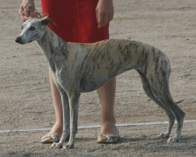 Whippet dog