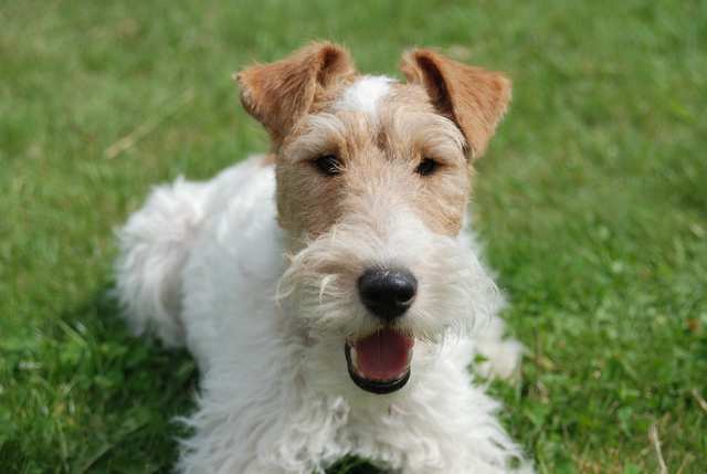 Wire Fox Terrier dog