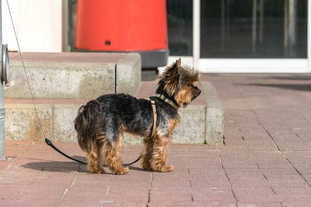 Yorkshire Terrier dog